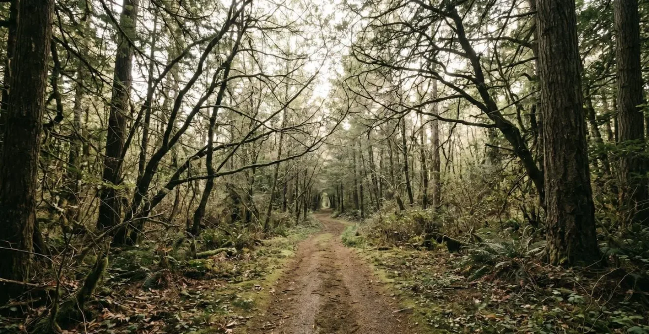 Vue immersive d'un sentier cyclable serpentant à travers une forêt dense, mettant en valeur les motifs fractals naturels et espaces verts apaisants